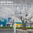 성도 | 행궁동 벚꽃명소 예수 그리스도 후기성도 교회 애견동반 봄 축제 사진