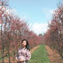 매화농장 이미지