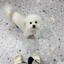 댕스티니 이미지