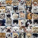 이천축산업협동조합동물병원 | 영통동물병원, 왕복 2시간 걸려도 이곳을 찾는 이유