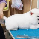 아담스펫살롱 이미지