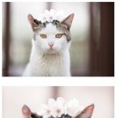 꽃냥이 이미지