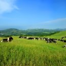 애정목장 이미지