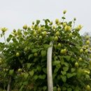 소희꽃농원 이미지