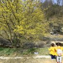 산수유피는마을 이미지