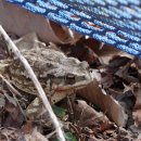 두꺼비하우스 이미지