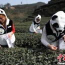 판다(PANDA)통신 이미지