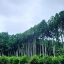 제주 자락 이미지