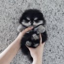 버디독 강아지분양 안심분양센터 서울 영등포점 이미지