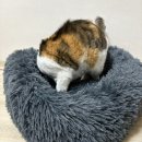 반려동물 고양이 도넛방석 낮꿀잠템