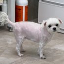 빠찌애견 이미지