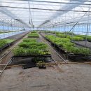제일농장 | 후배 모종농장 방문: 모종구입 후기 🌱