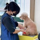 정애견미용학원 - 창원시 진해구 진해대로921번길 3 | 정애견미용학원