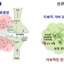 &#39;장기간 효과 지속&#39; 치매치료물질 개발..임상시험 추진 이미지