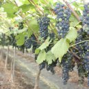 박사골농장 이미지