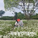 서부농업기술센터 | 제주 가볼만한 곳 서부농업기술센터 데이지꽃밭 5월 제주 꽃구경 명소 무료입장