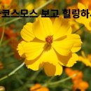 황화코스모스 보고 힐링하세요 이미지