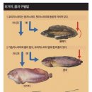 못난이찜 이미지