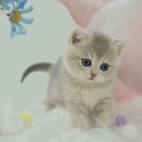 강남 고양이 분양 냥블리 이미지