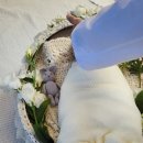 로즈마리산후조리원 이미지