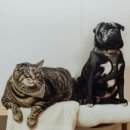 펫하우스 동물병원 이미지