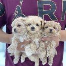 오마이퍼피 이미지