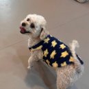 퍼피안 | 골드퍼피 애견유치원 종일반 절미 후기