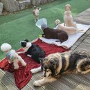 랑랑이네 하숙 이미지