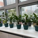 하트니플라워아트 이미지