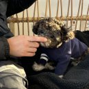[경주] 텀즈_양남 / 애견동반카페, 예스키즈존, 피크닉 내돈내산 후기