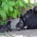 병아리소풍 이미지