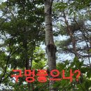 폭염속 졸지에 산도라지 산행.97 (원본 약초 매니아 카페) 이미지