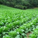 괴산마트영농조합법인 네이버블로그