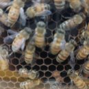 강원양봉원 | K-Bee 꿀벌원정대 체험 후기(ft.횡성축협한우프라자 본점, 에덴양봉원, 브라우니70 횡성점)