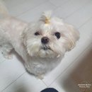 이쁘개(이동애견미용) 이미지