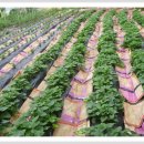 화평농장 이미지