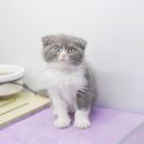 사랑애견샵 이미지