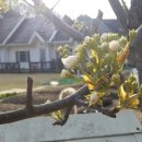 커피꽃향기 이미지