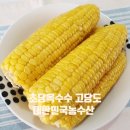 노랑농수산 | 초당옥수수 특품 당보 보장 사이즈 균일 대한민국농수산 내돈내산 후기 서로 먹으려고 난리 났어요