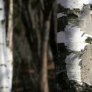 자작&white 이미지