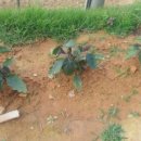 영미민박 이미지