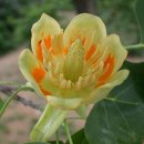 목백합(튤립나무)Tulip Tree 이미지