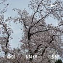 4월(2) 벚꽃놀이와 깔깔깔 일상