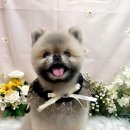 포포즈 반려동물 장례식장 경기광주점 이미지