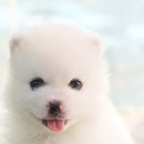 꼬마애견 이미지