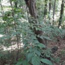 안중읍 금곡삼거리 이미지