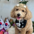 늘봄반려견유치원 네이버블로그