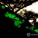 화경 이미지