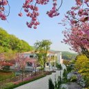 🌸2025 용인 자작나무숲 봄꽃축제 후기🌸 ; 튤립이 가득한 봄날, 숲에서 만난 힐링의 순간