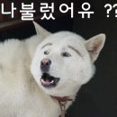 야 이미지
